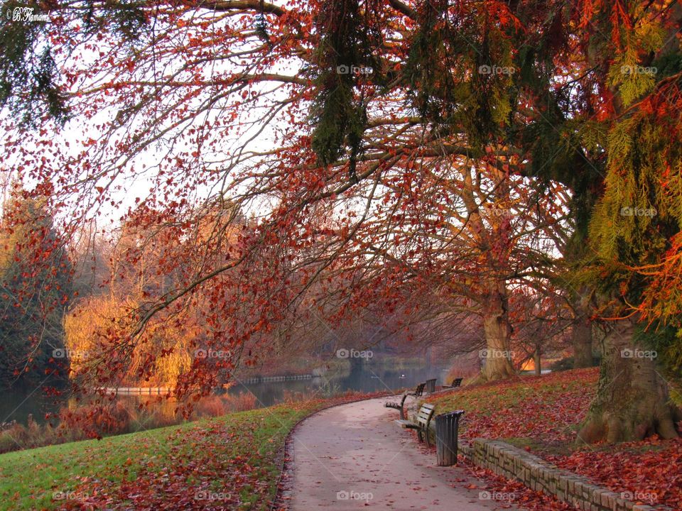 Fall colors in the nearby park