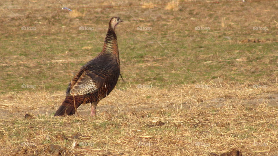Wild turkey