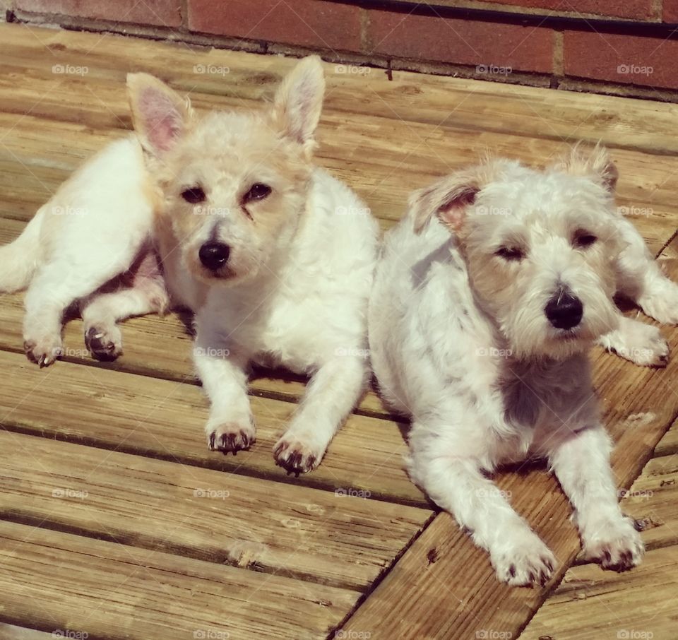Pups in the sun