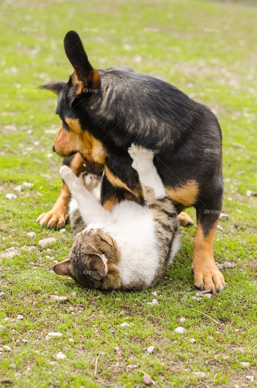 Cat and a dog playing in grass