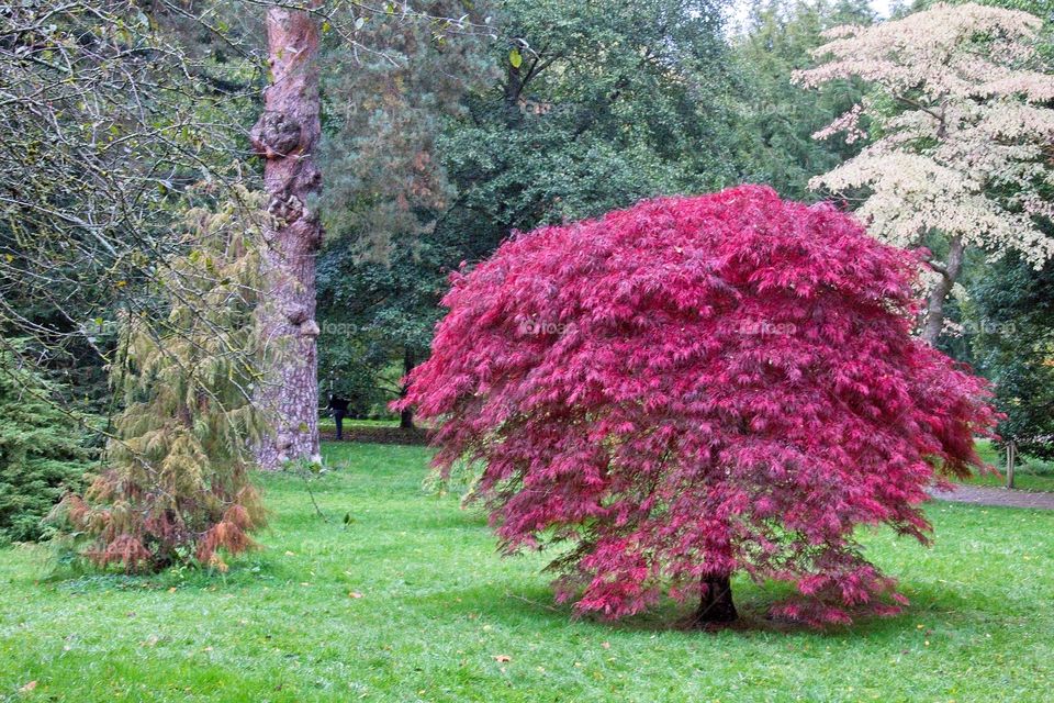 autumn tree in the park
