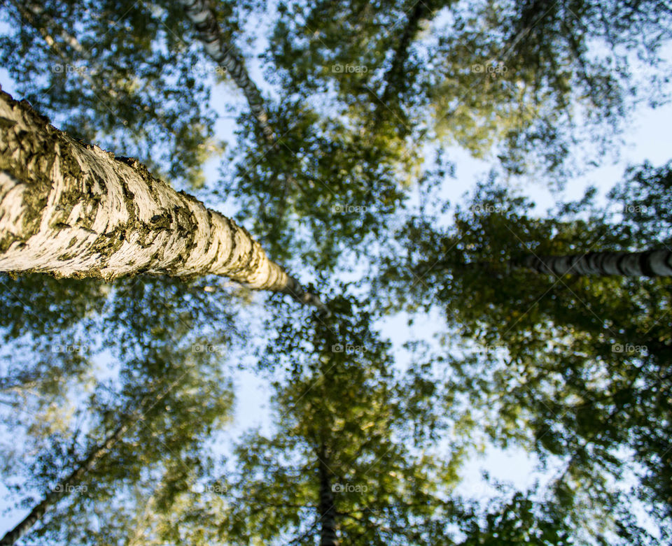 Nature, Tree, Wood, Outdoors, Fair Weather