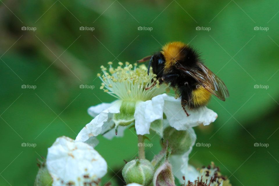 Bumblebee and nectar