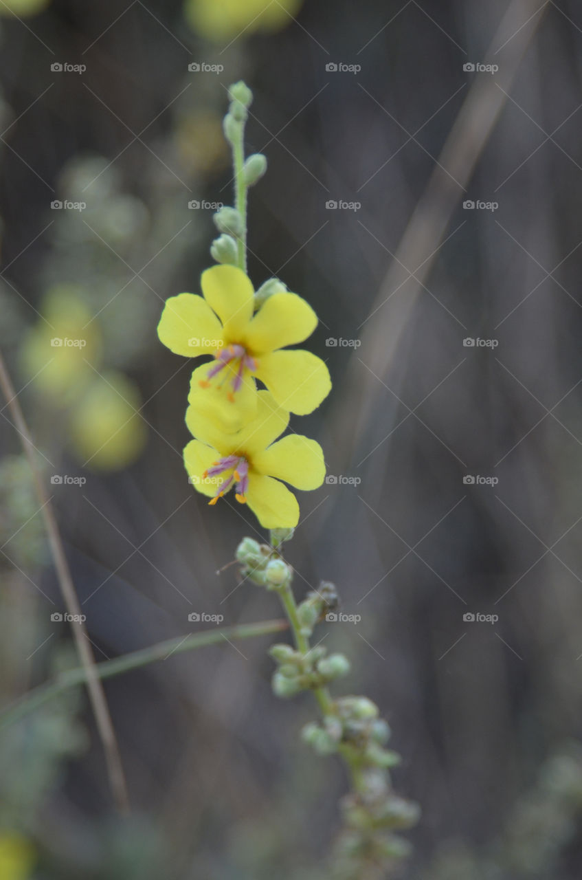 flowers yellow plants nature by shanitamari