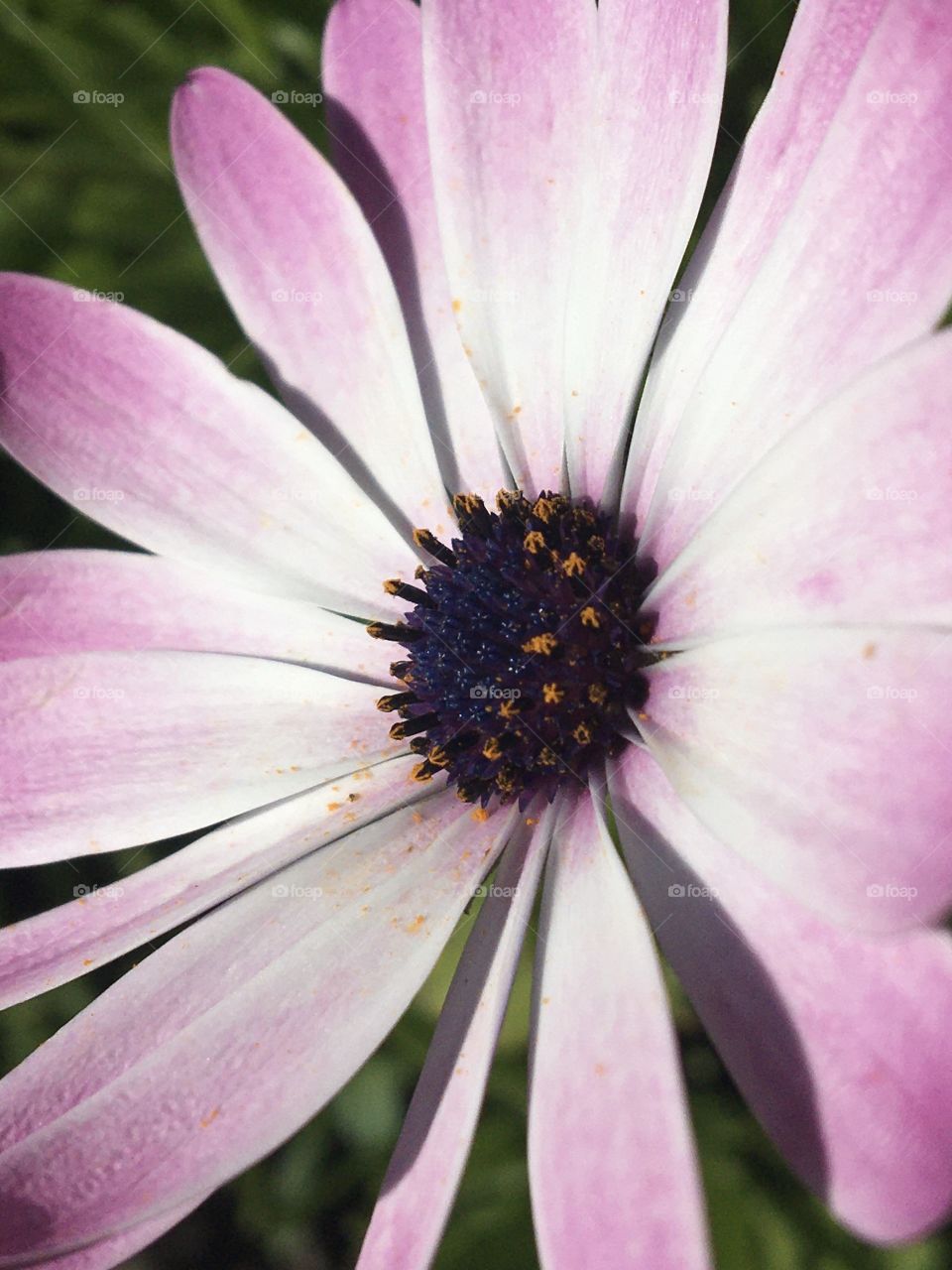 Pollen of Osteospermum 