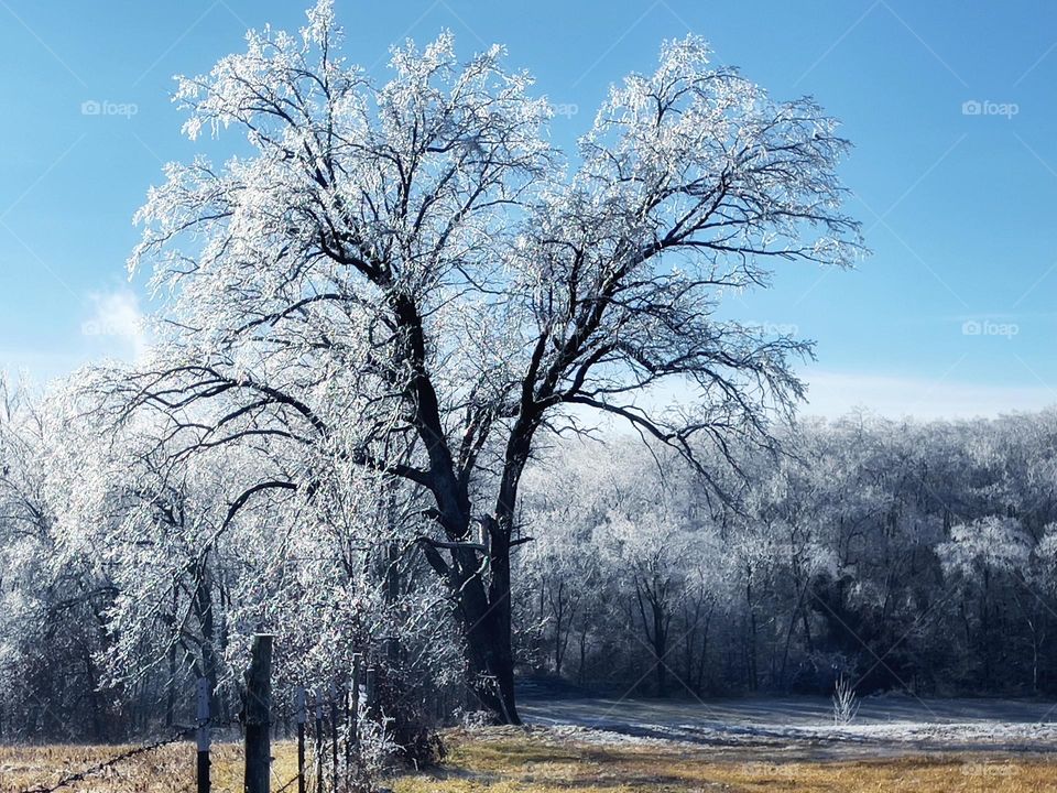 Ice covered tree