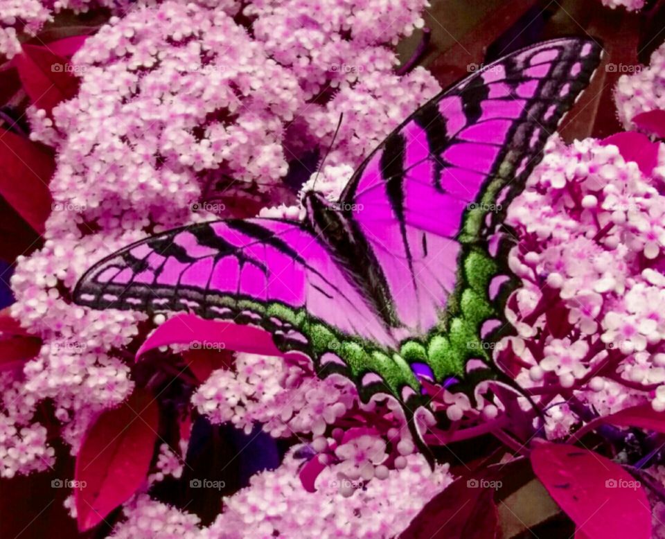 Pink Butterfly