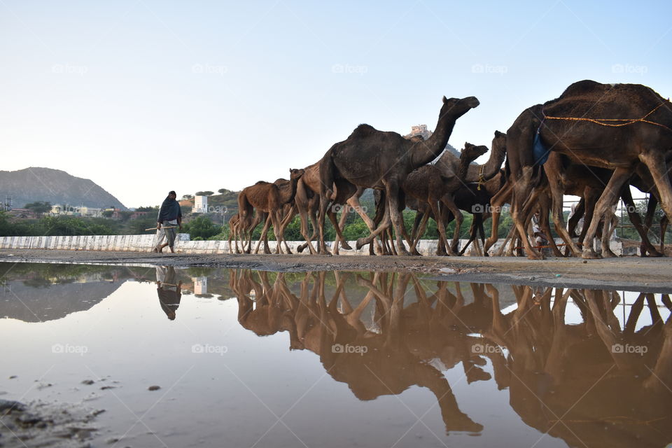 Pushkar camel fair