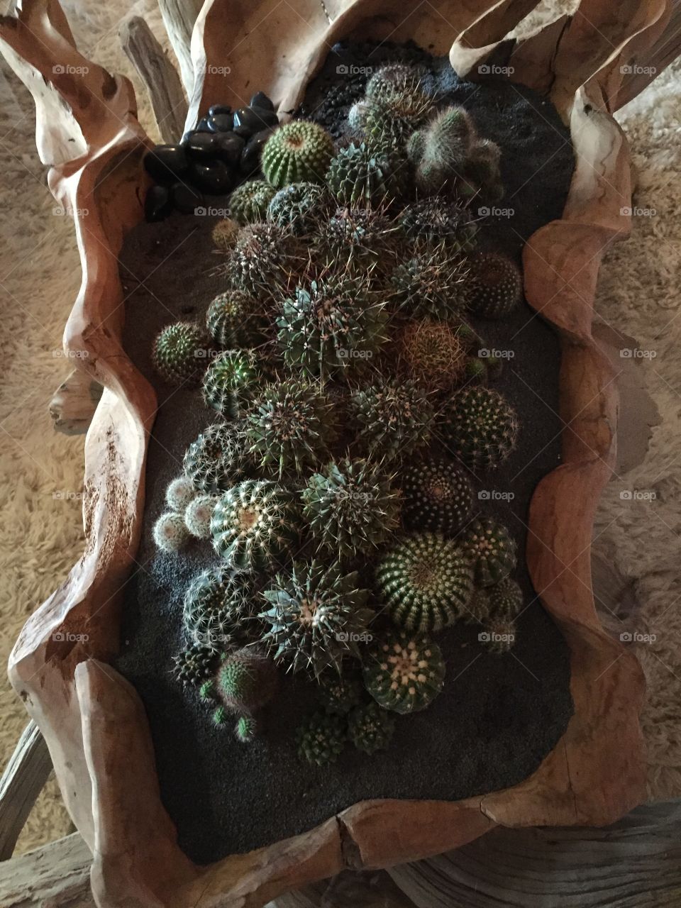 Cactus Family 