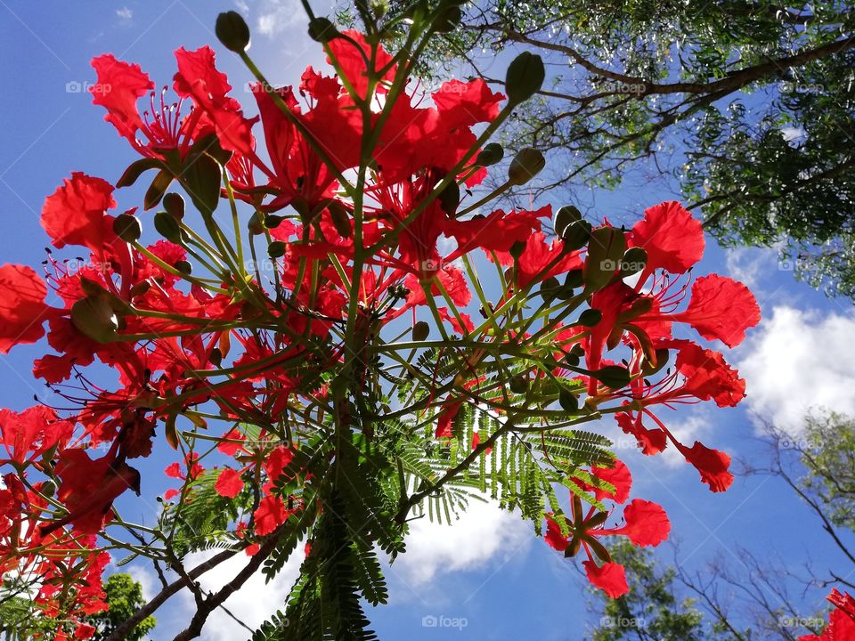 Red flowers in summer