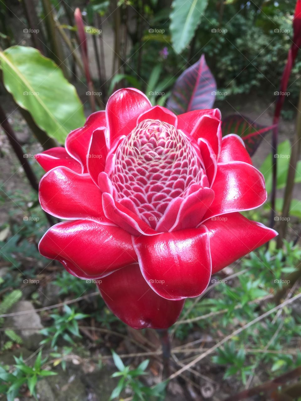 Amazing exotic flower 