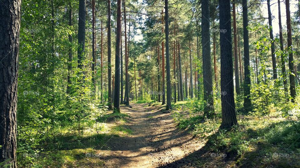 Trees in the forest