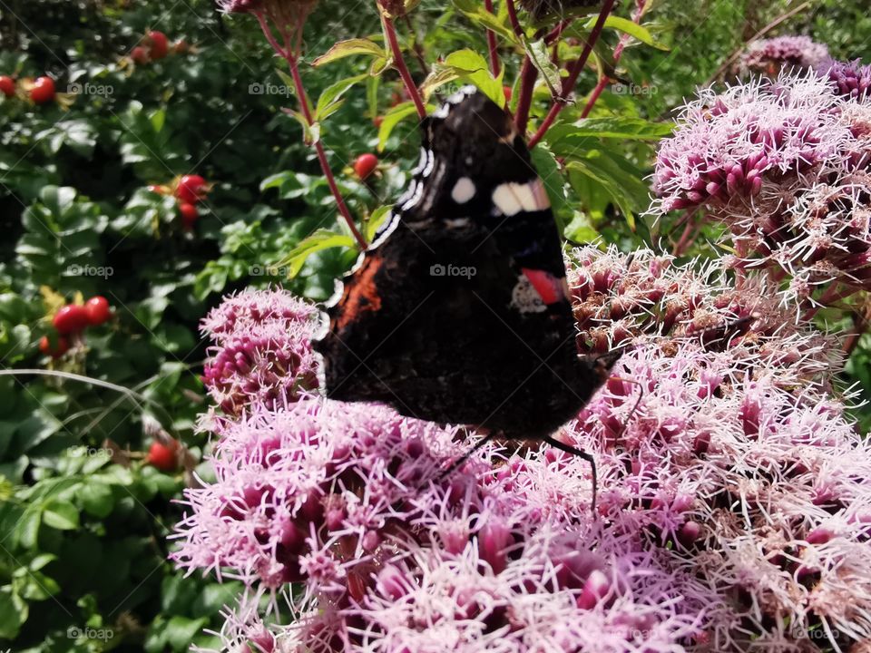Admiral 
Schmetterling zusammen geklappt auf einer Dost Blüte