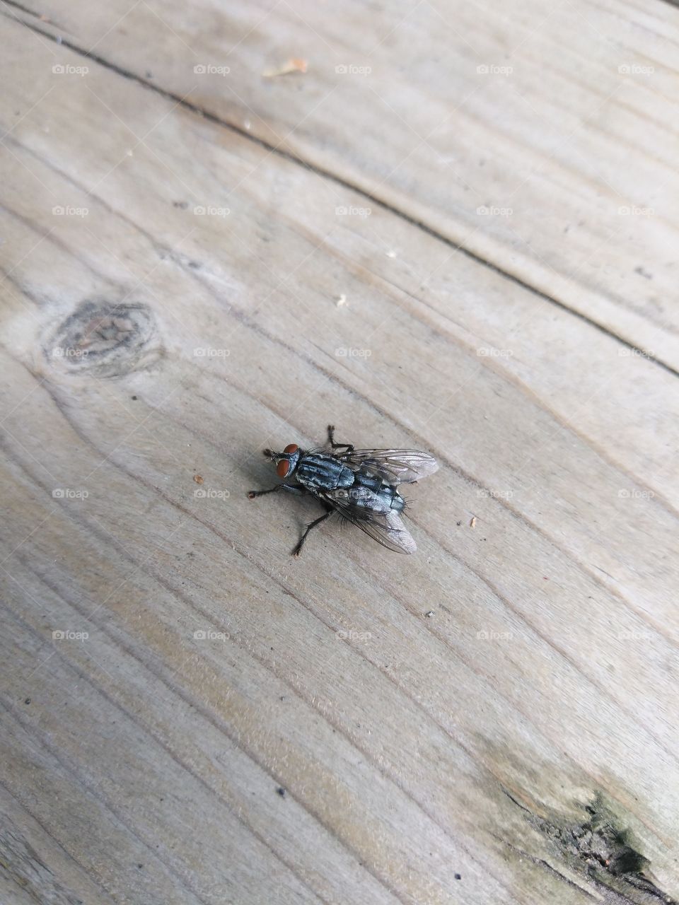 Fly on the deck