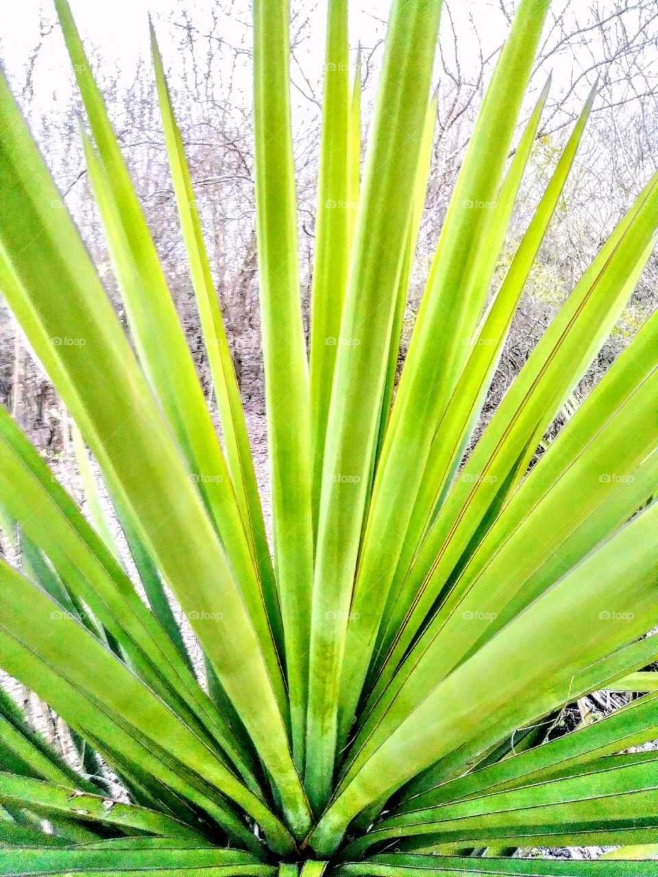Yucca