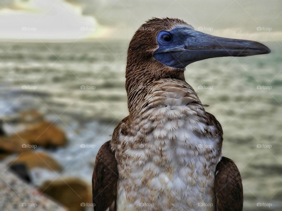 blue footed booby