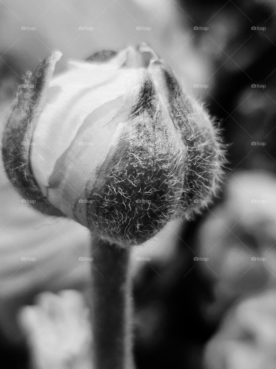 Flower bud in black and white