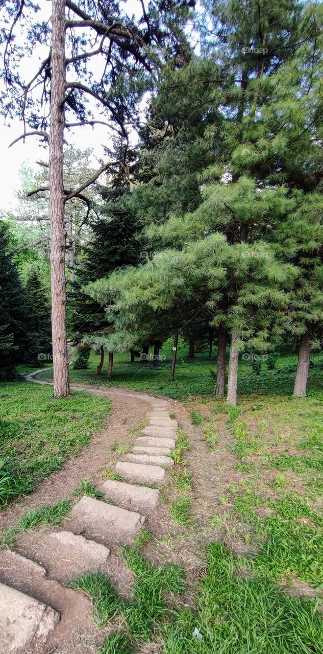 The path in the forest