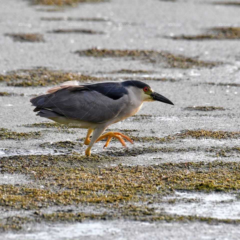 Black crowned Night Heron 