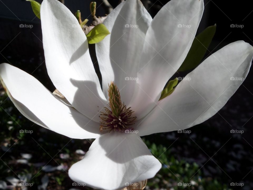 Spring in Sweden