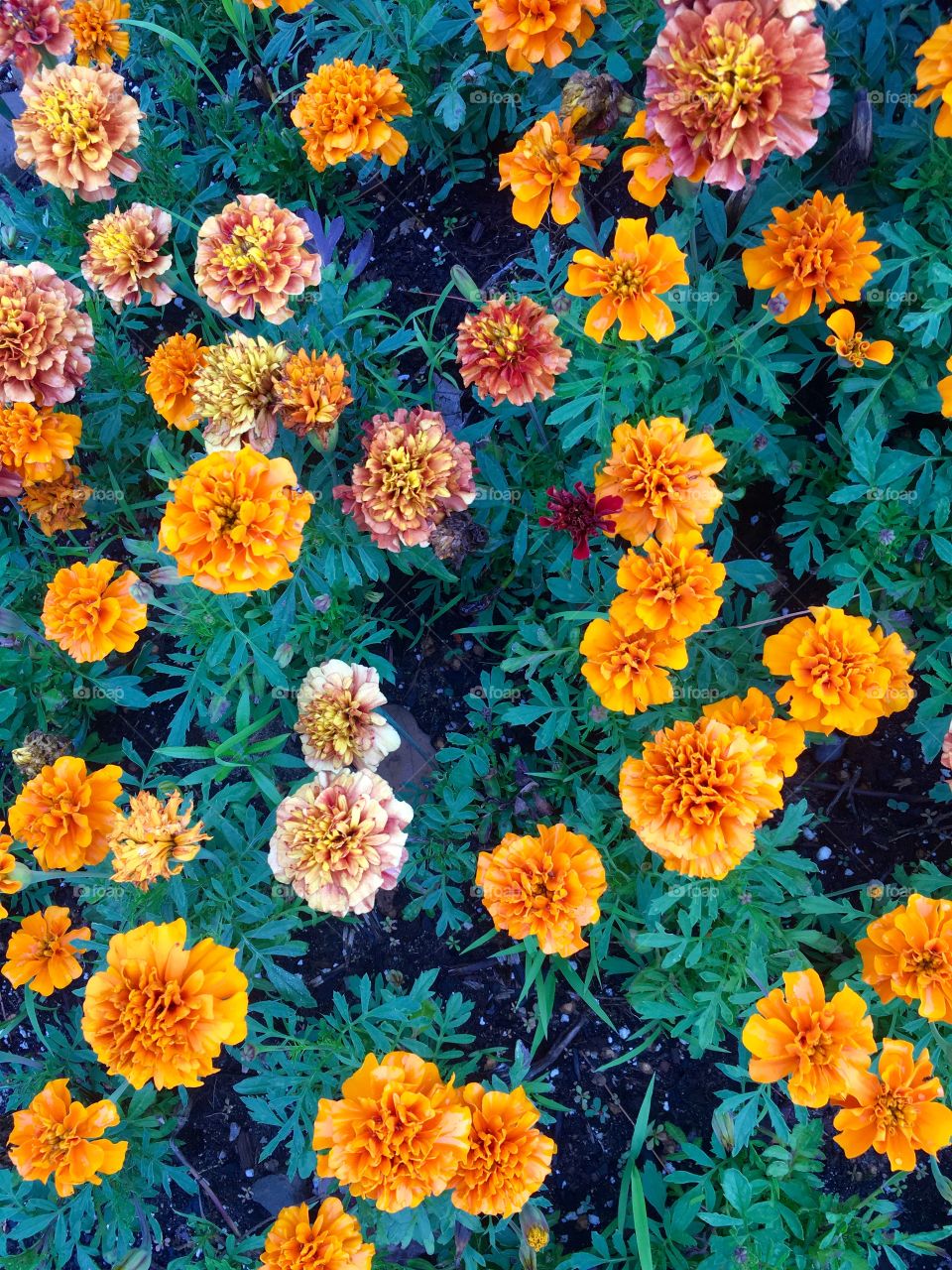 Marigolds Flowers Orange Red