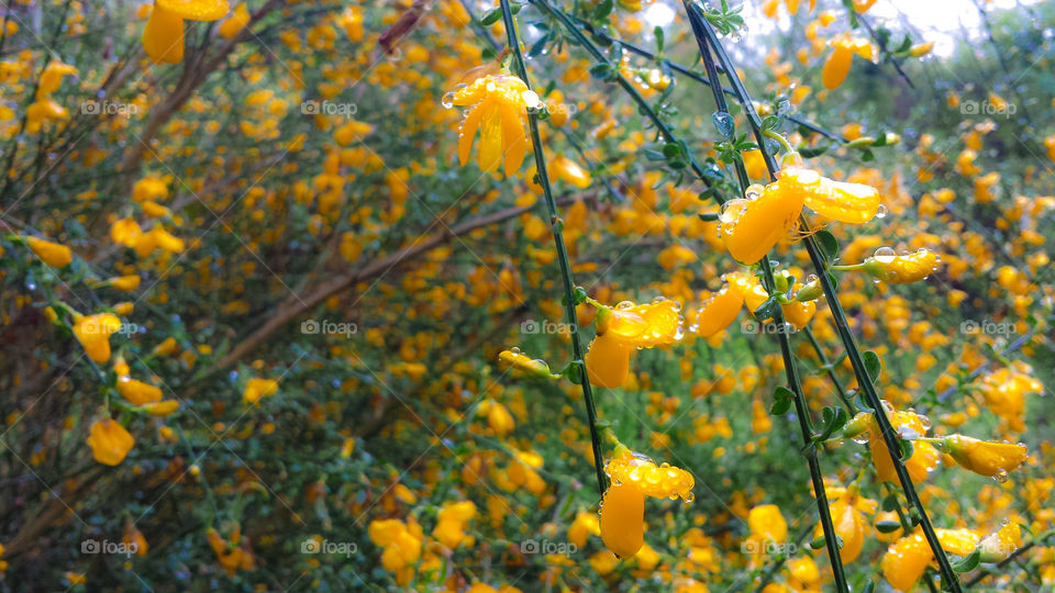 Dew Drop Flowers. I stopped by a gorgeous field of yellow mustard seed and found this old abandoned house. These gorgeous dewy flowers were in the yard.