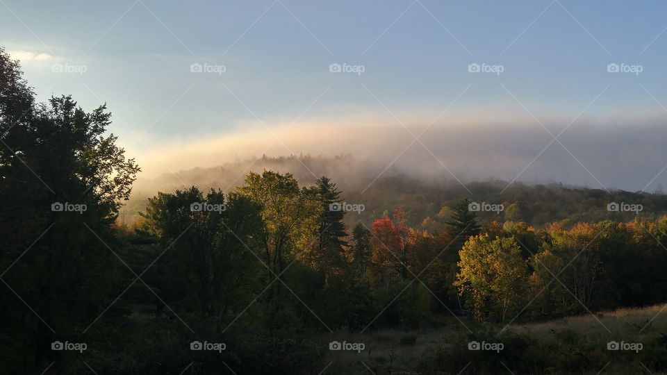 View of misty forest
