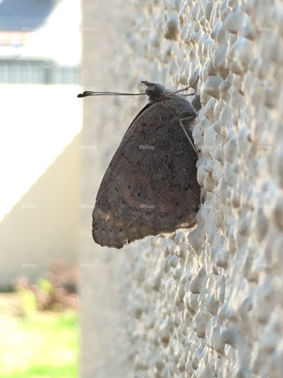 Beautifully textured grey moth closeup on exterior stucco wall