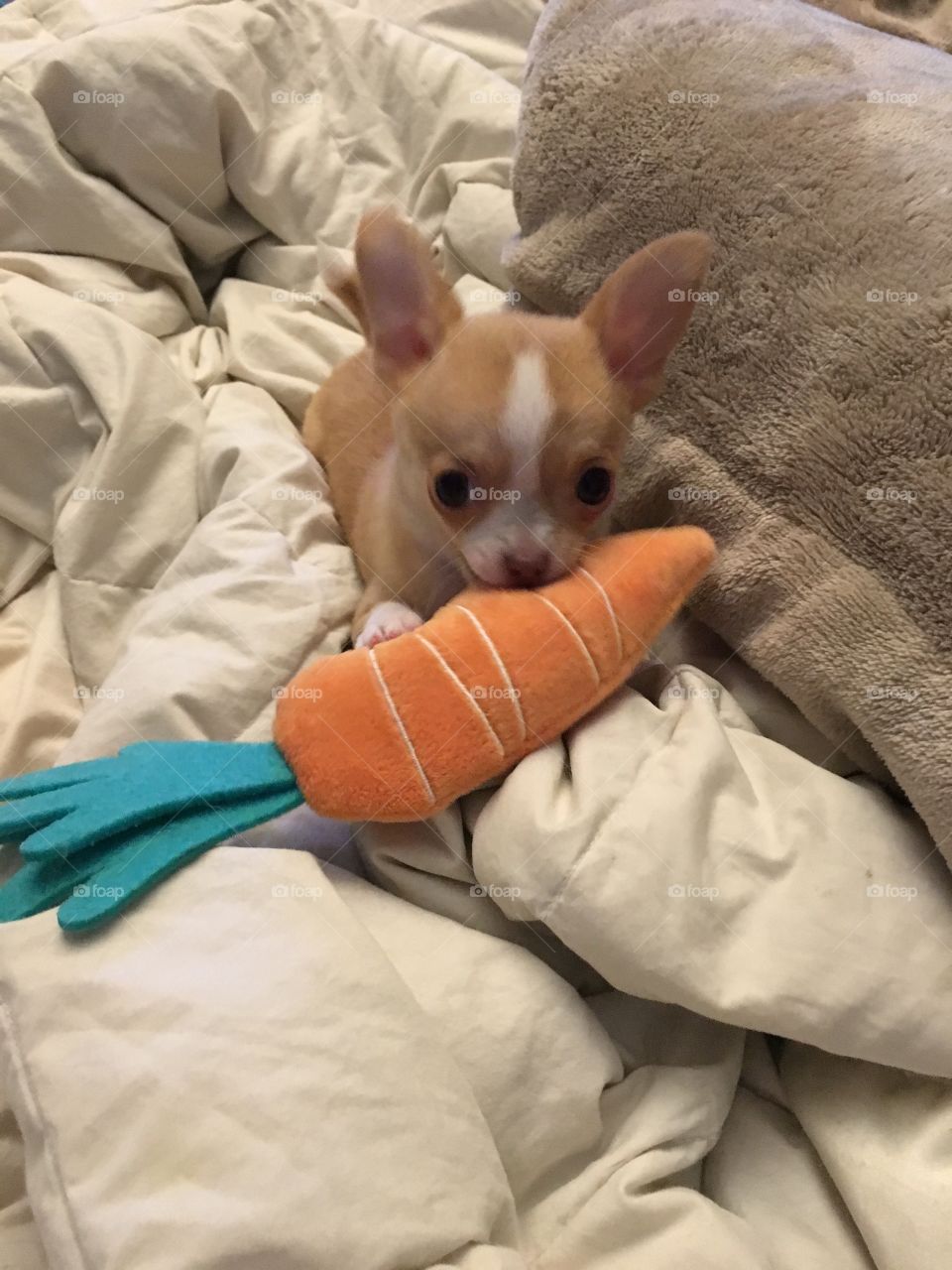 Baby chihuahua playing with her new toy