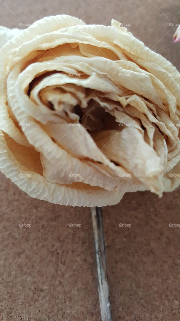 Dried White Rose