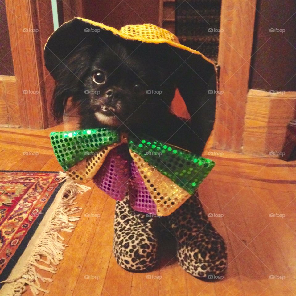 Dog dressed up at home