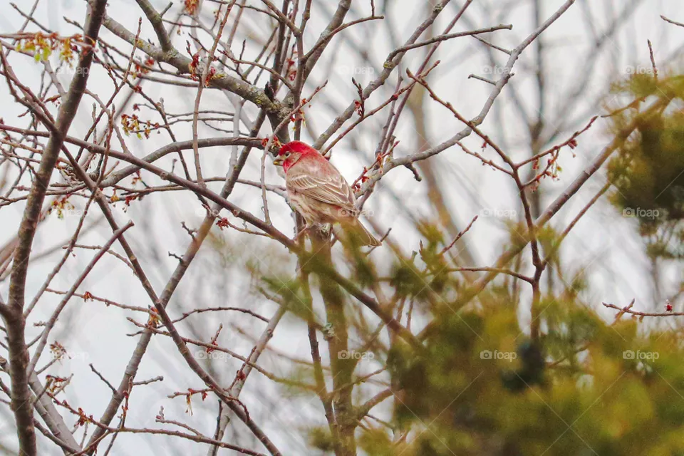 bird with red in a tree