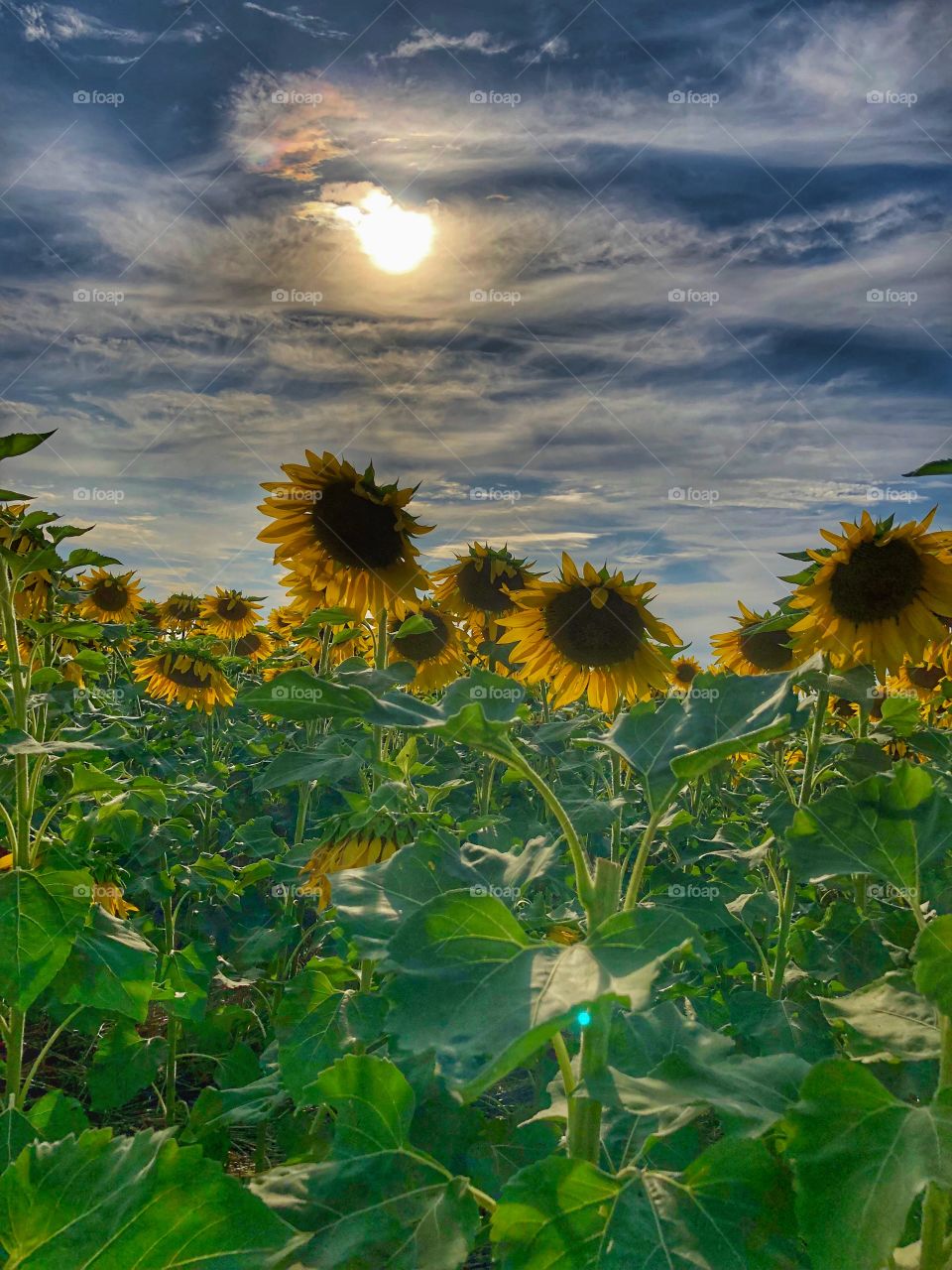 Sunflower farm field bright sun blue sky clouds 