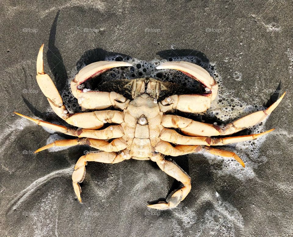 Barnacled crab