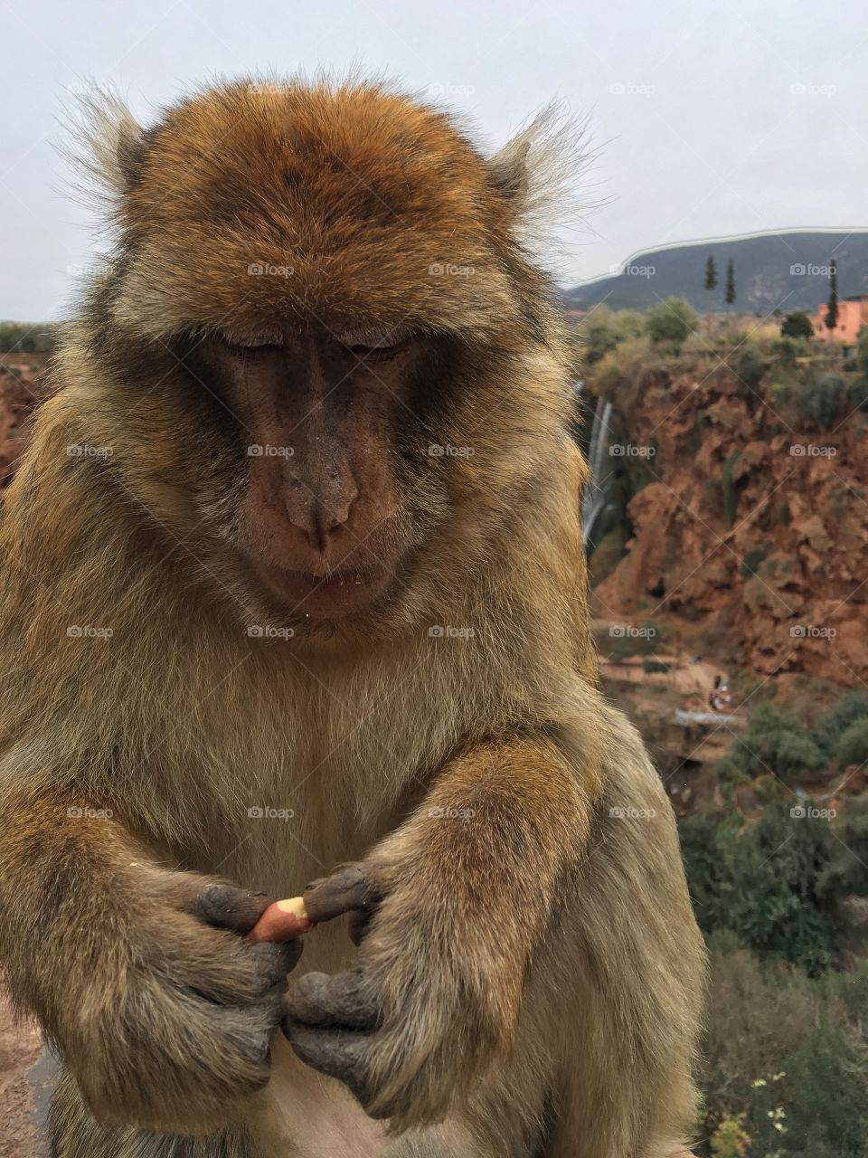 Monkey eating peanut