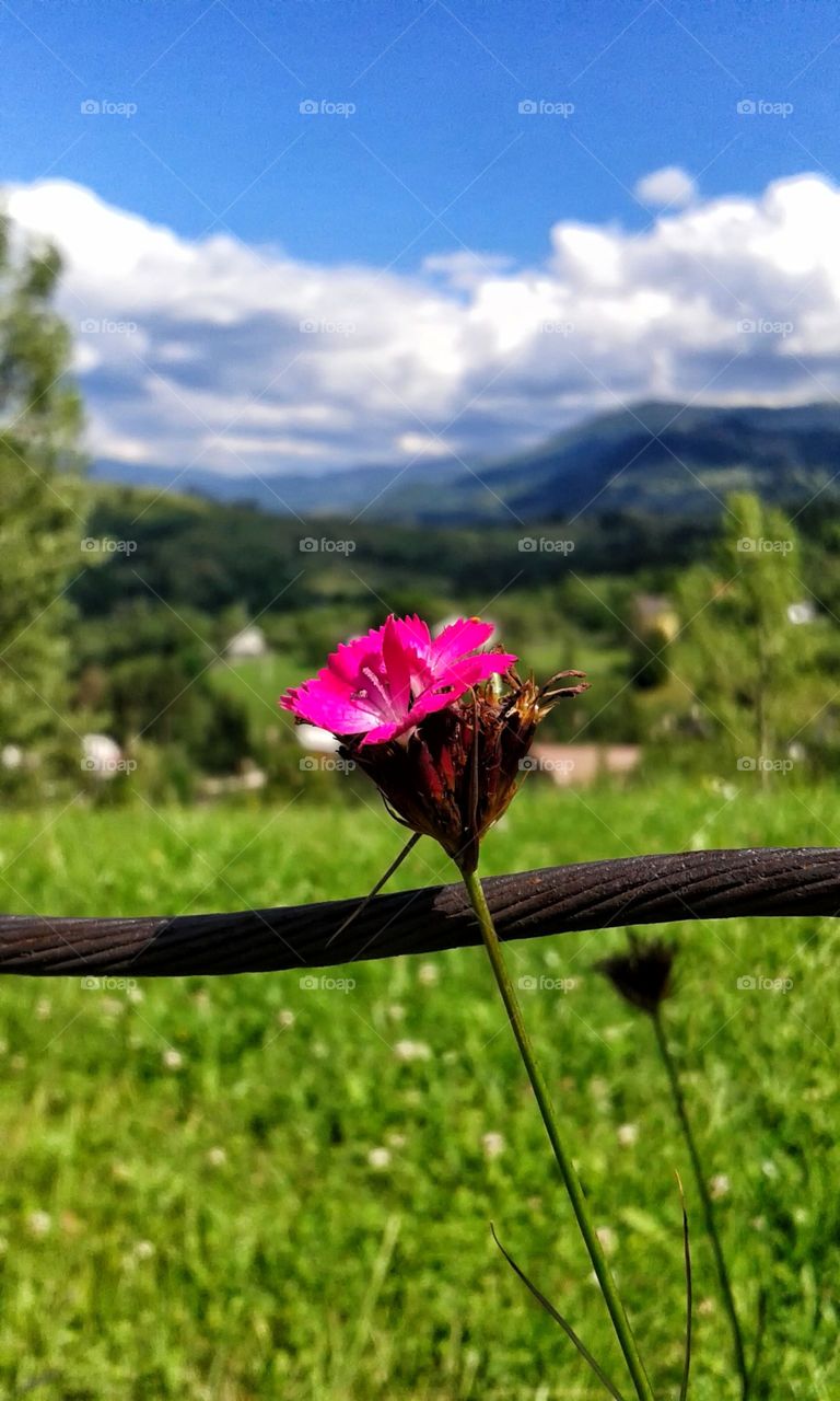 Flower in Romanian mountain.