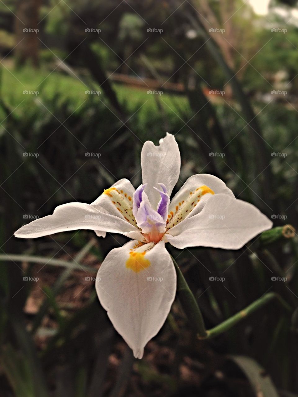 nature flower white purple by guilherme.degani