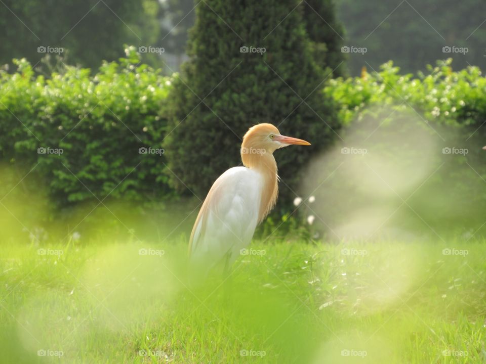 Crane in garden 