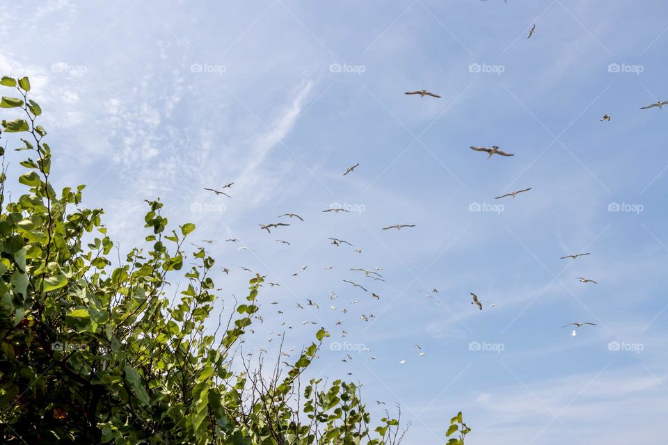 Flying birds against blue sky 