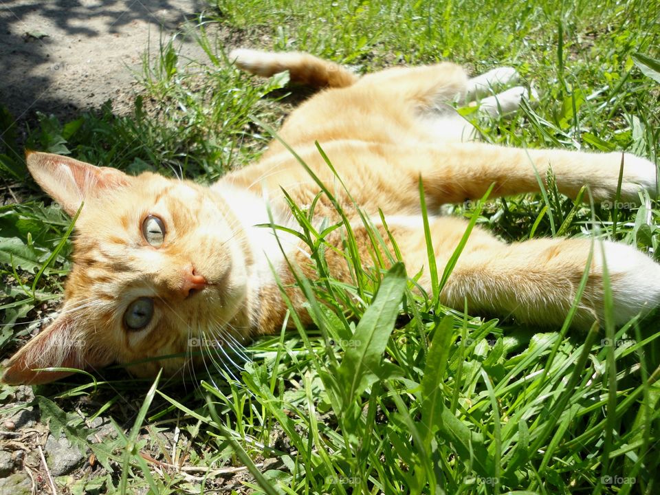 Grass, Cat, Animal, Nature, Cute