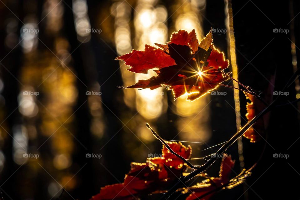 The sun takes a moment to sparkle bright through a tiny hole in a maple leaf just before sinking over the horizon. Sunset in North Carolina. 