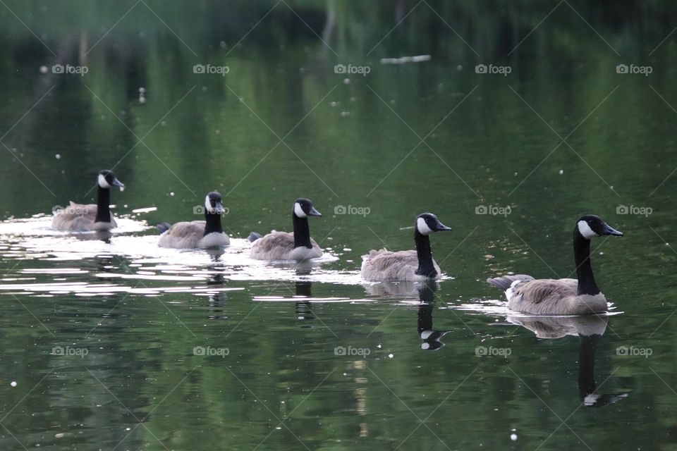 Row of Canadian geese on pond 