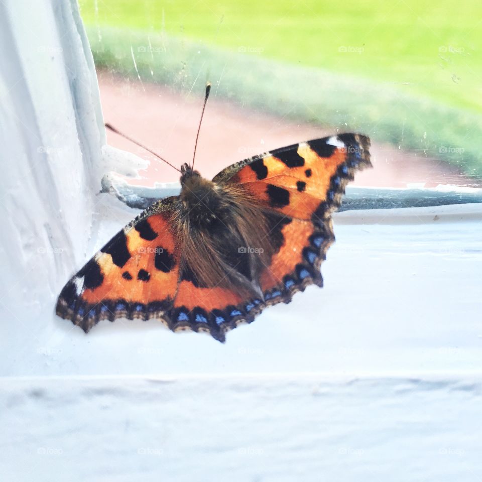 Butterfly window summer colour fly pattern dots