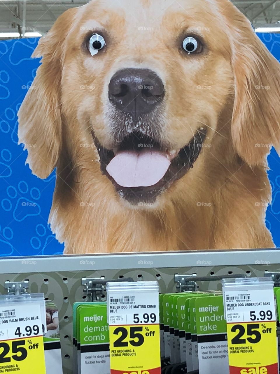 Surprised Dog