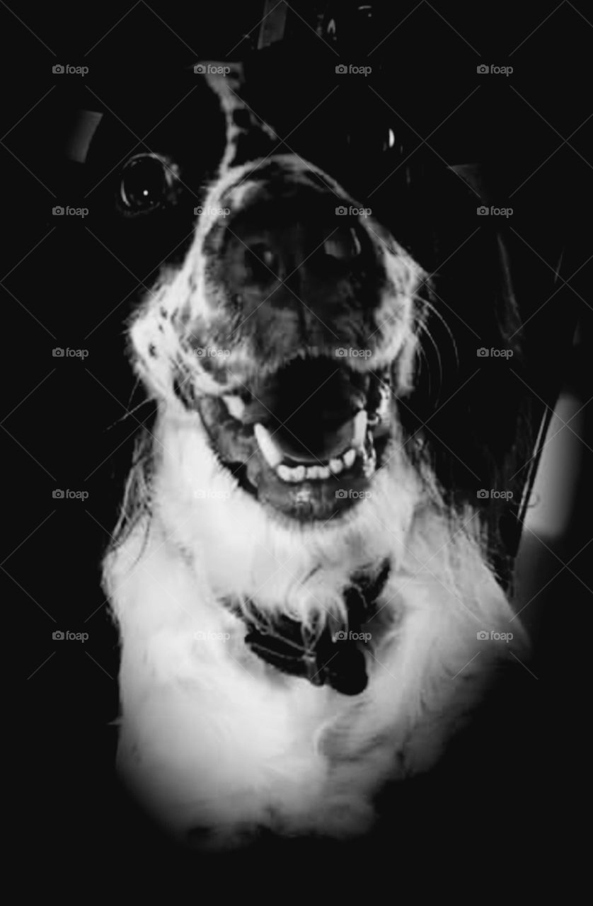 English Springer Spaniel