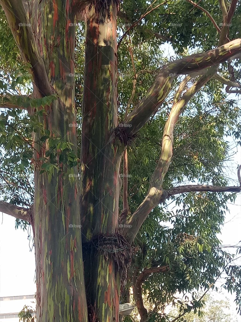 the Big tree at the harrison road