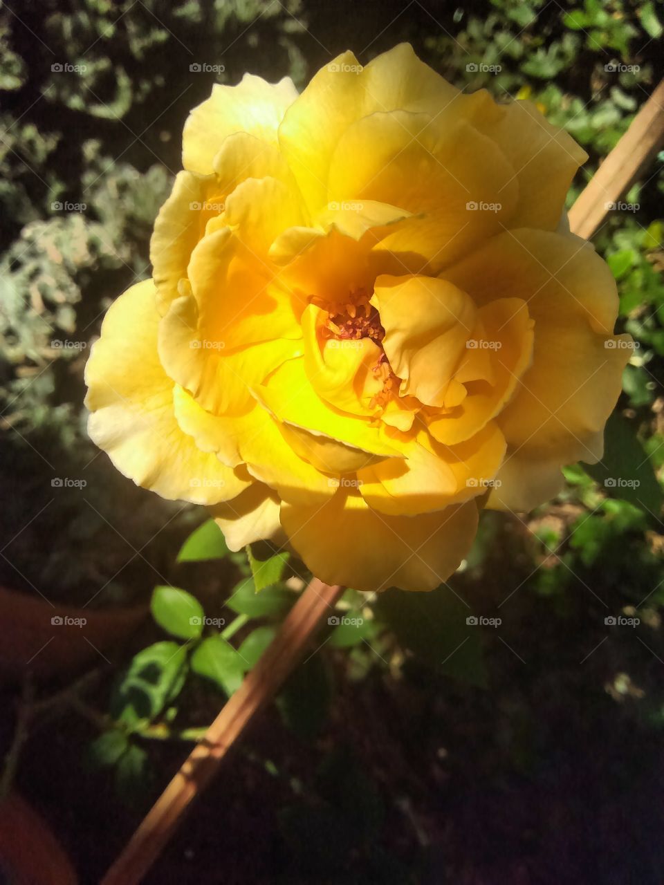 Flower. yellow