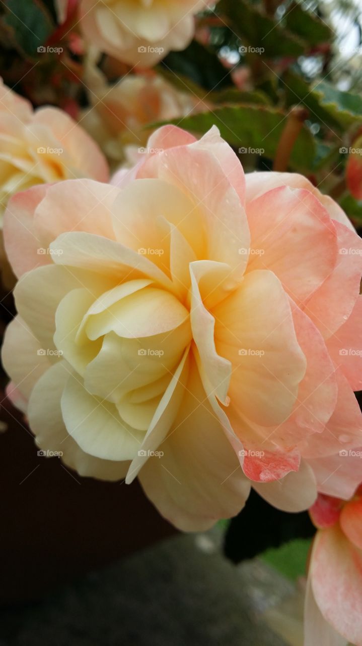 begonia