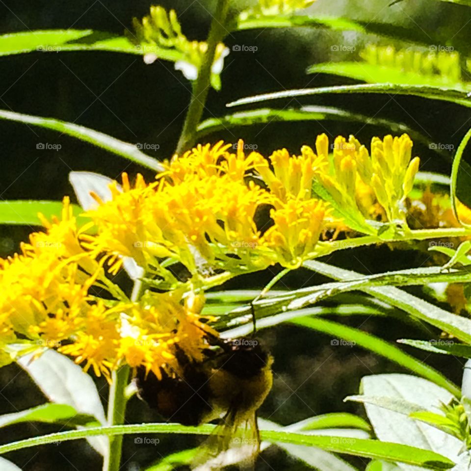 Bumble bee sipping on nectar. 