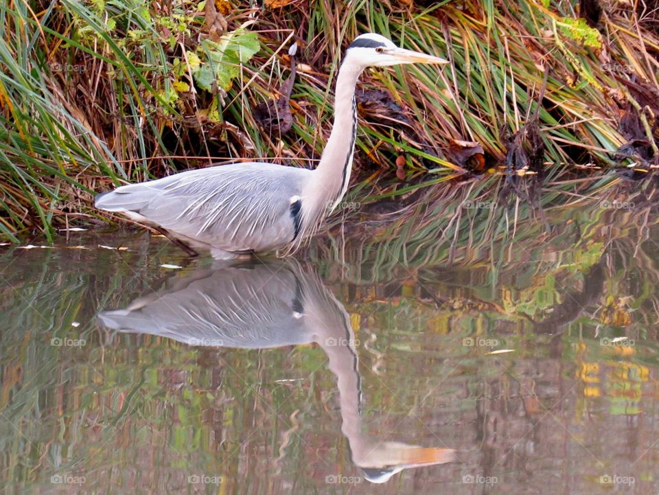 heron